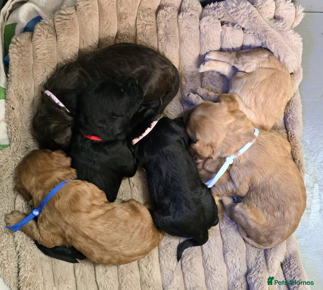 Cockapoo dogs for sale: Champion Line 🏆 F1 Miniature Cockapoo Puppies  - Image 1