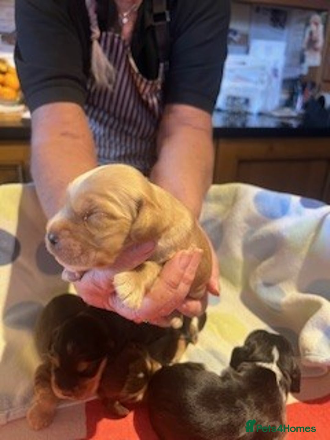 Cocker Spaniel dogs for sale: lyncham cocker spaniels - Image 4