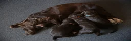Cocker Spaniel dogs for sale: KC Registered Working Cocker Spaniels in London - Advert 2