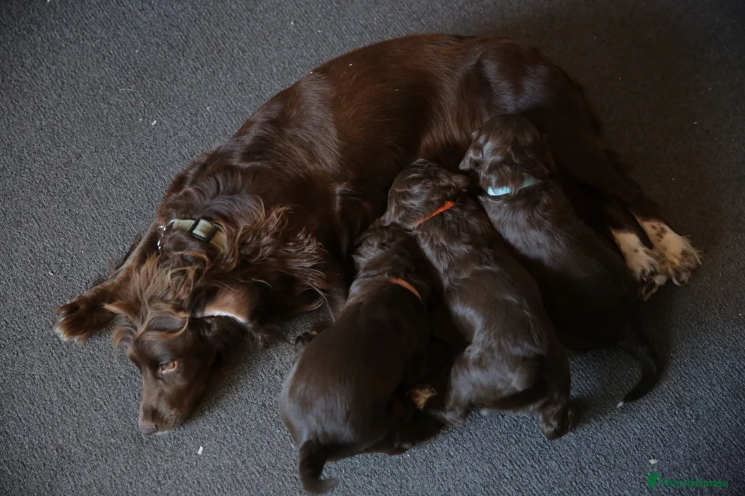Cocker Spaniel dogs for sale: KC Registered Working Cocker Spaniels in London - Advert 2