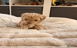 Maltipoo dogs for sale: 💛  Maltipoo Puppies Ready 16th Dec  💛 - Advert 4