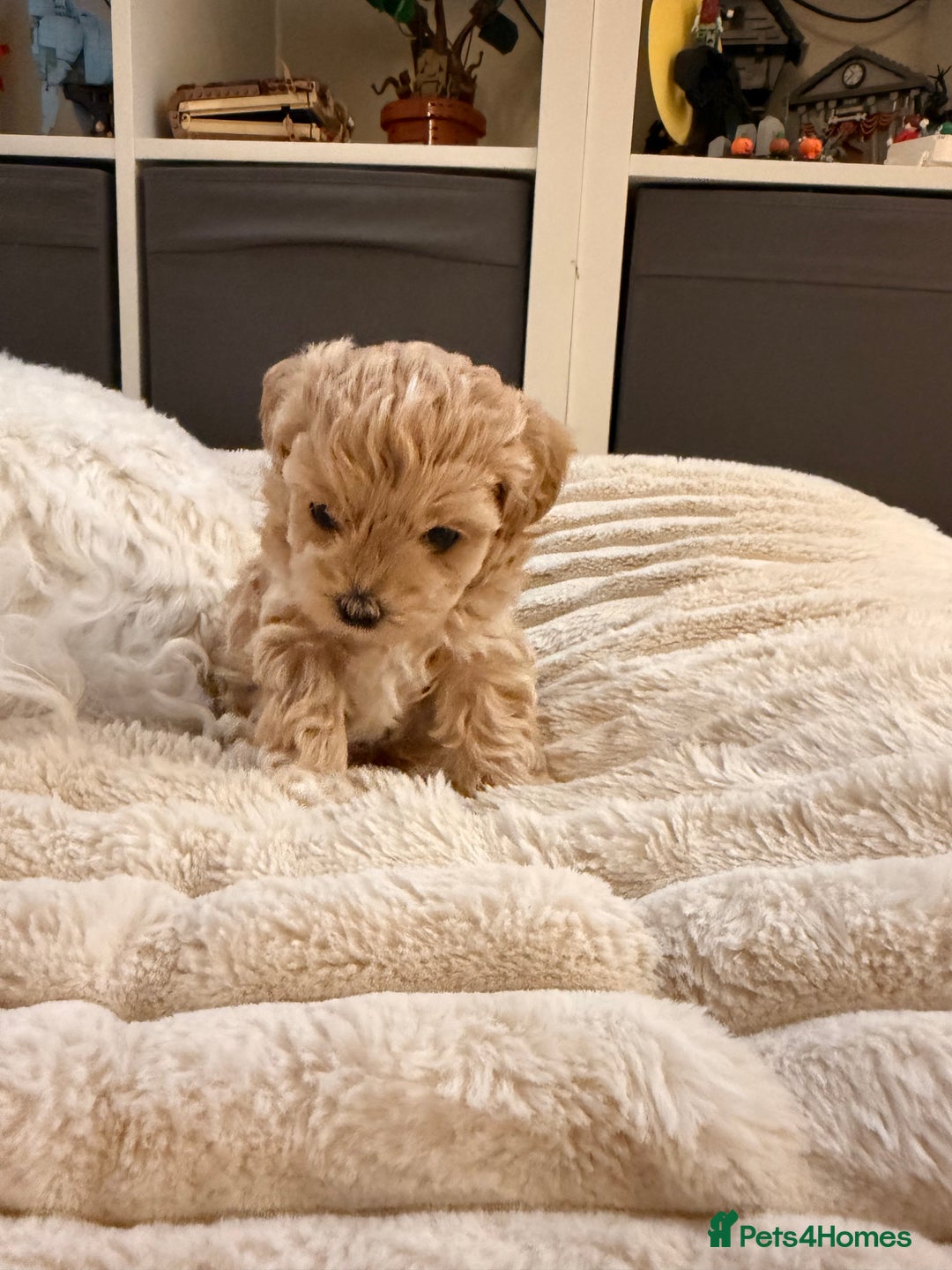 Maltipoo dogs for sale: 💛  Maltipoo Puppies Ready 16th Dec  💛 - Advert 4