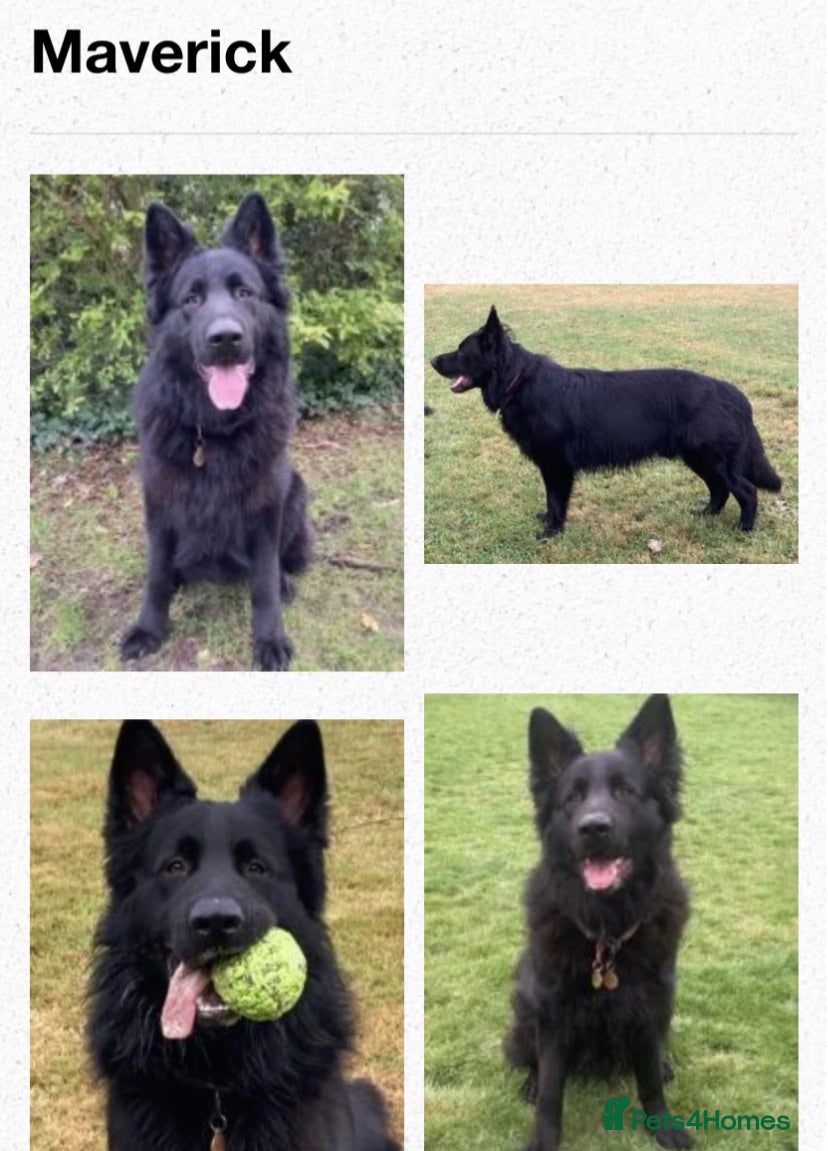 German Shepherd dogs KC German Shepherd puppies-Dad Rockforce Maverick - Advert 1