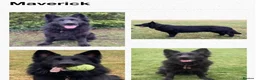 German Shepherd dogs for sale: KC German Shepherd puppies- Long established line - Advert 8