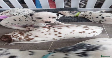 Dalmatian dogs - Advert 2