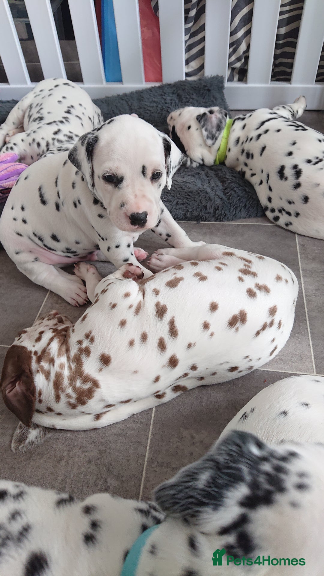 Dalmatian dogs for sale: Looking for 5* homes   - Image 7