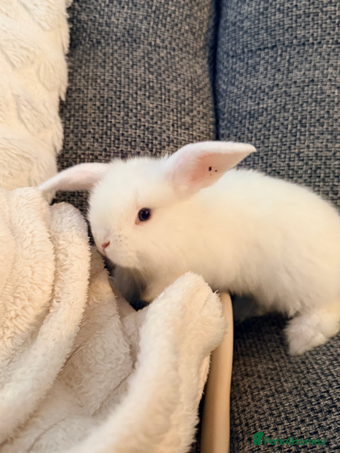 Mini Lop rabbits for sale: Mini lops. White with blue eyes or mixed colours.  - Advert 8