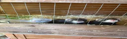 Ferret rodents for sale: Mixed ferret kits  - Advert 5