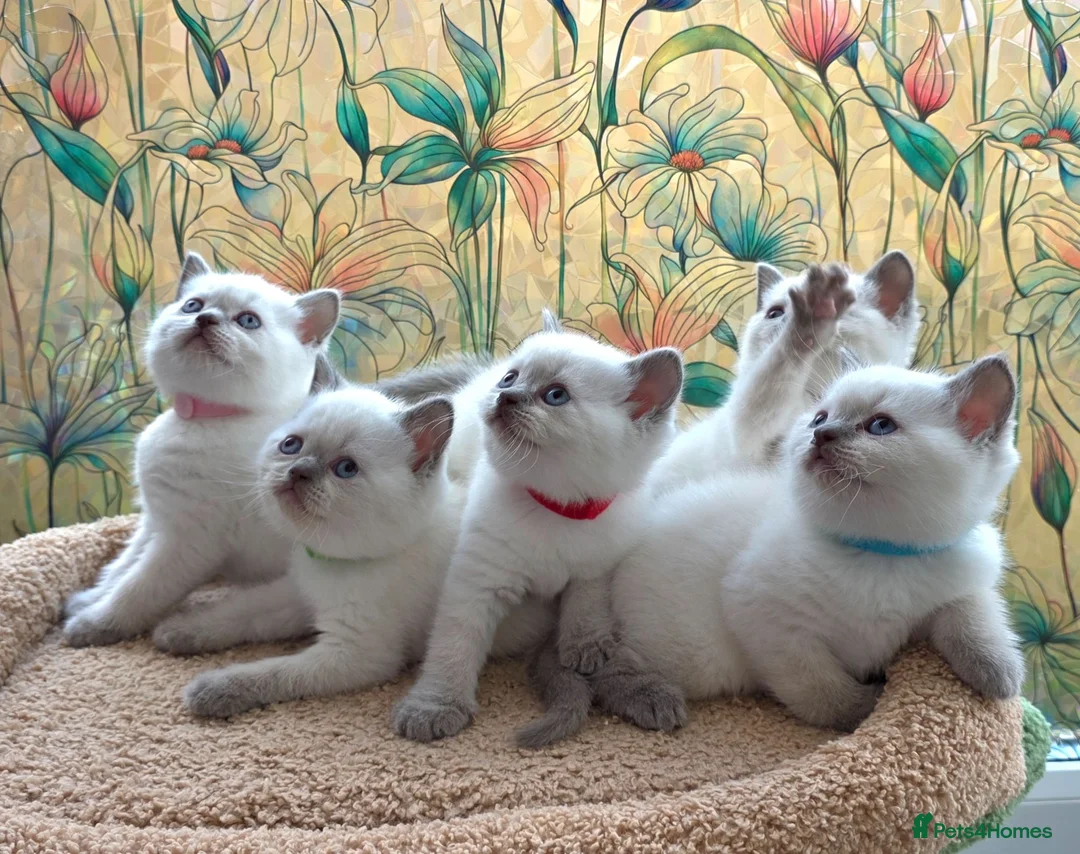 British Shorthair cats for sale: Stunning BSH Blue eyed Colour Point Kittens - Advert 1
