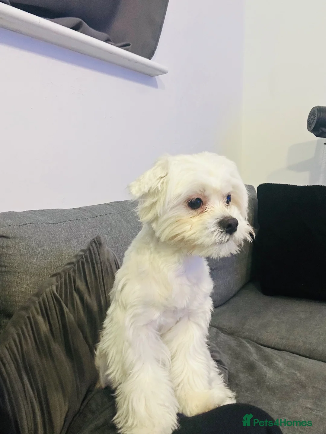 Maltese dogs for sale: 1 maltese male  in Hull - Advert 2