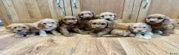 Cockapoo dogs for sale: Cockapoo Puppies Ready Now - Advert 2