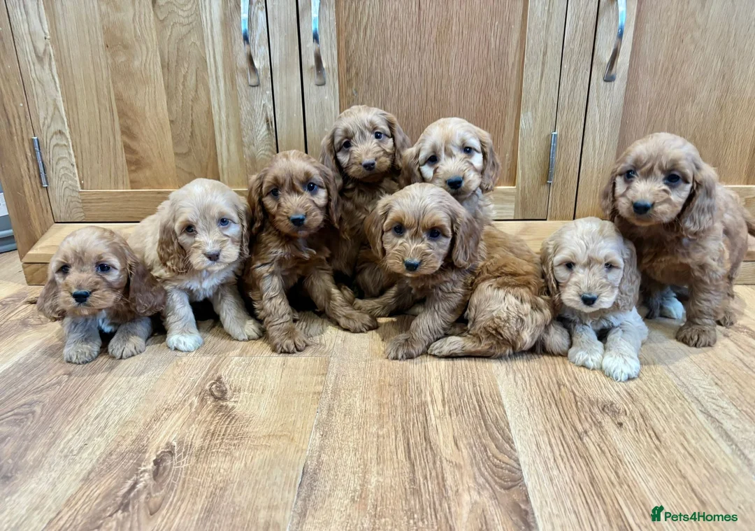 Cockapoo dogs for sale: Cockapoo Puppies Ready Now - Advert 2
