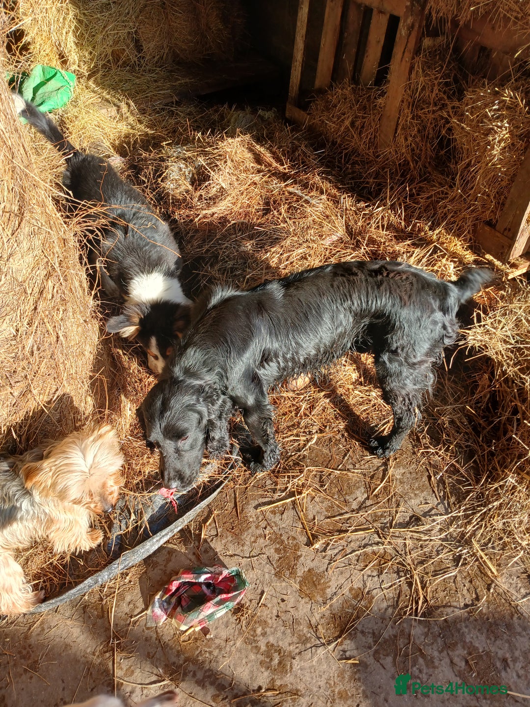 English Springer Spaniel dogs for sale: Sweet springer - Advert 2