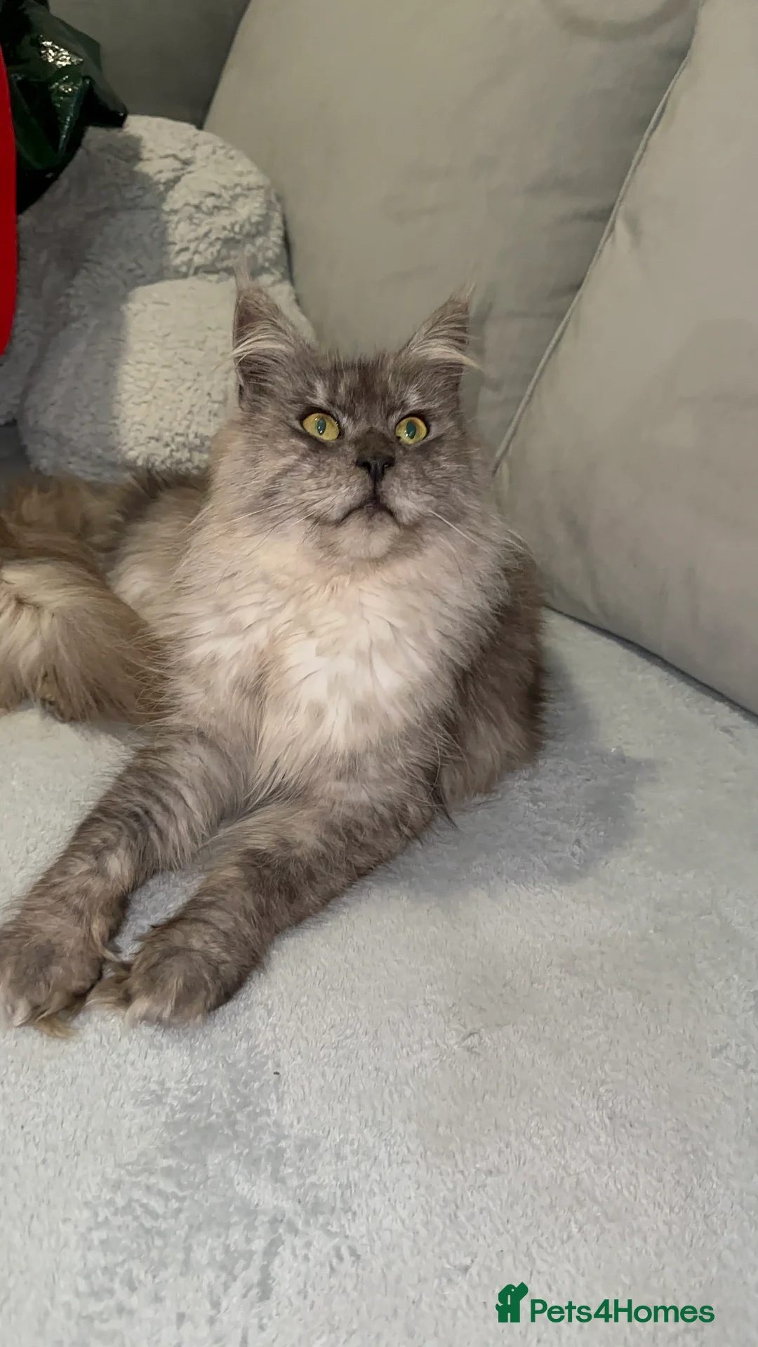 Maine Coon cats for sale: TICA MAINE COON KITTENS - Advert 19