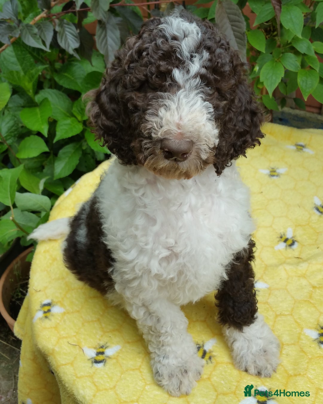 Labradoodle dogs for stud: PROVEN Healthy Labradoodle STUD - HYPOALLERGENIC   - Advert 11