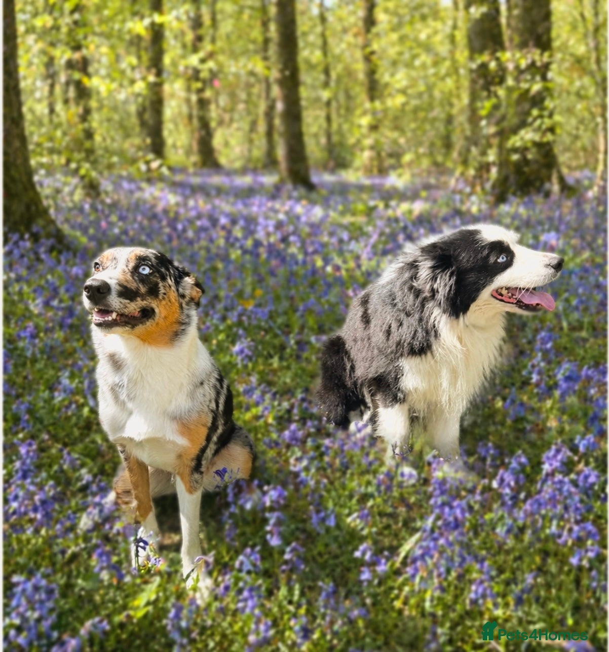 Border Collie dogs A litter of 8 puppies confirmed!  - Advert 1