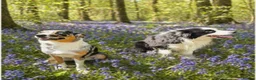 Border Collie dogs for sale: A litter of 8 puppies confirmed!  - Advert 1