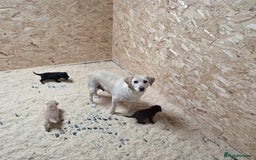 Labrador Retriever dogs for sale: Labrador Puppies black gold and chocolate  - Image 8
