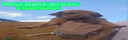 Rhodesian Ridgeback dogs for sale: Beautiful Rhodesian Ridgeback Puppies  in Doncaster - Advert 4
