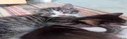 Mixed Breed cats for sale: Kittens for sale - Advert 6