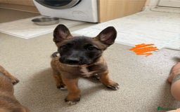 Belgian Shepherd Dog dogs for sale: Belgian Malinois puppies🐾 - Image 18