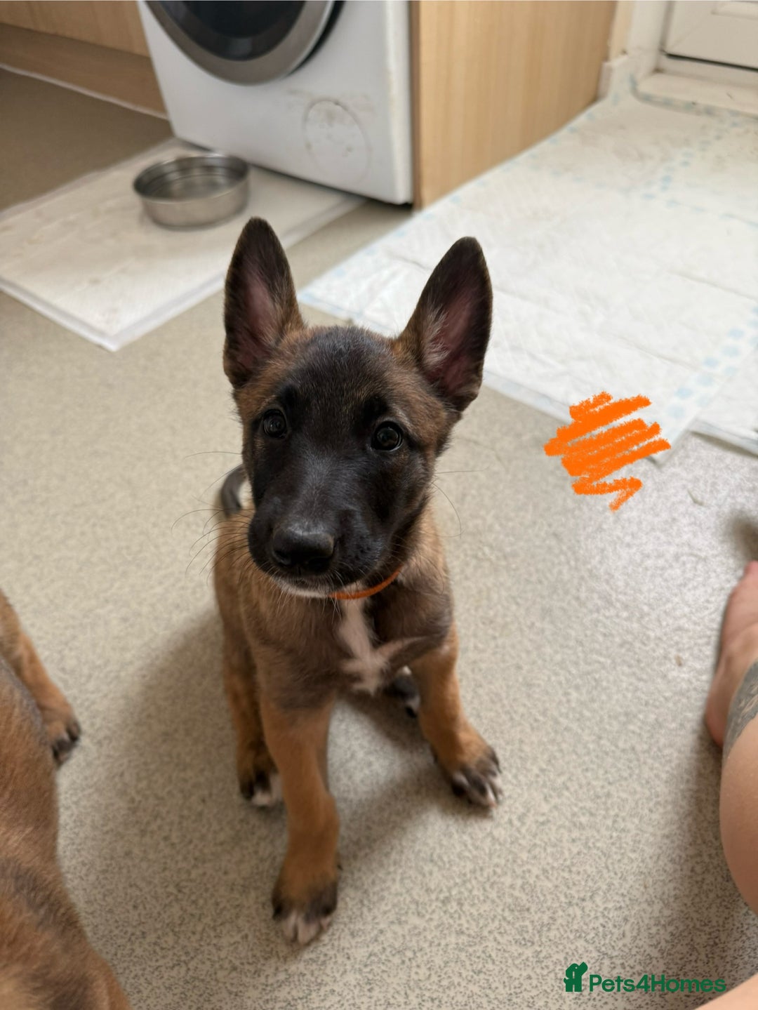 Belgian Shepherd Dog dogs for sale: Belgian Malinois puppies🐾 - Image 18