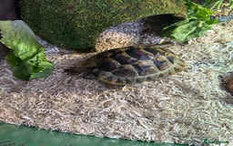 Tortoise reptiles for sale: Spur-tighed tortoise  - Image 2