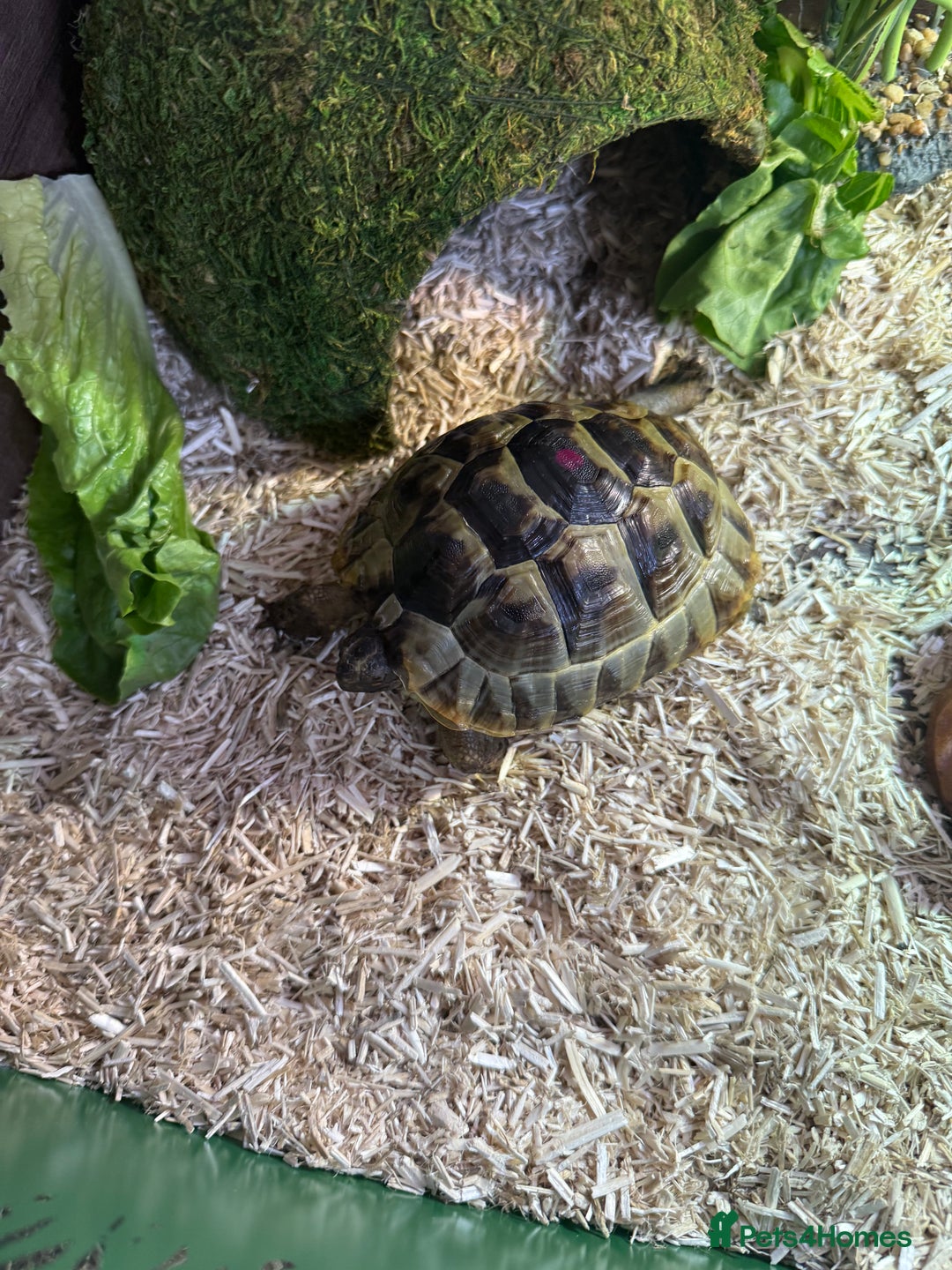 Tortoise reptiles for sale: Spur-tighed tortoise  - Image 2