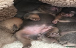 Mixed Breed dogs for sale: Frenglish puppies  - Image 6