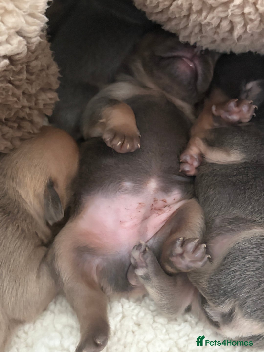 Mixed Breed dogs for sale: Frenglish puppies  - Image 6