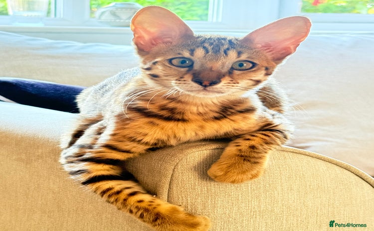 Savannah cats - Advert 2