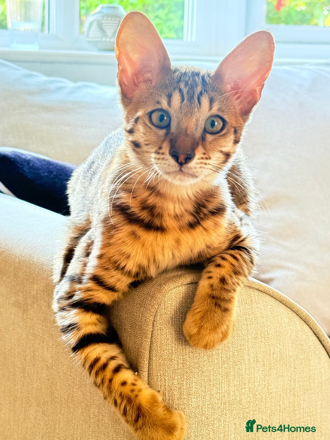 Savannah cats for sale: TICA Reg F3 Savannah Female Kitten ONE LEFT - Image 1