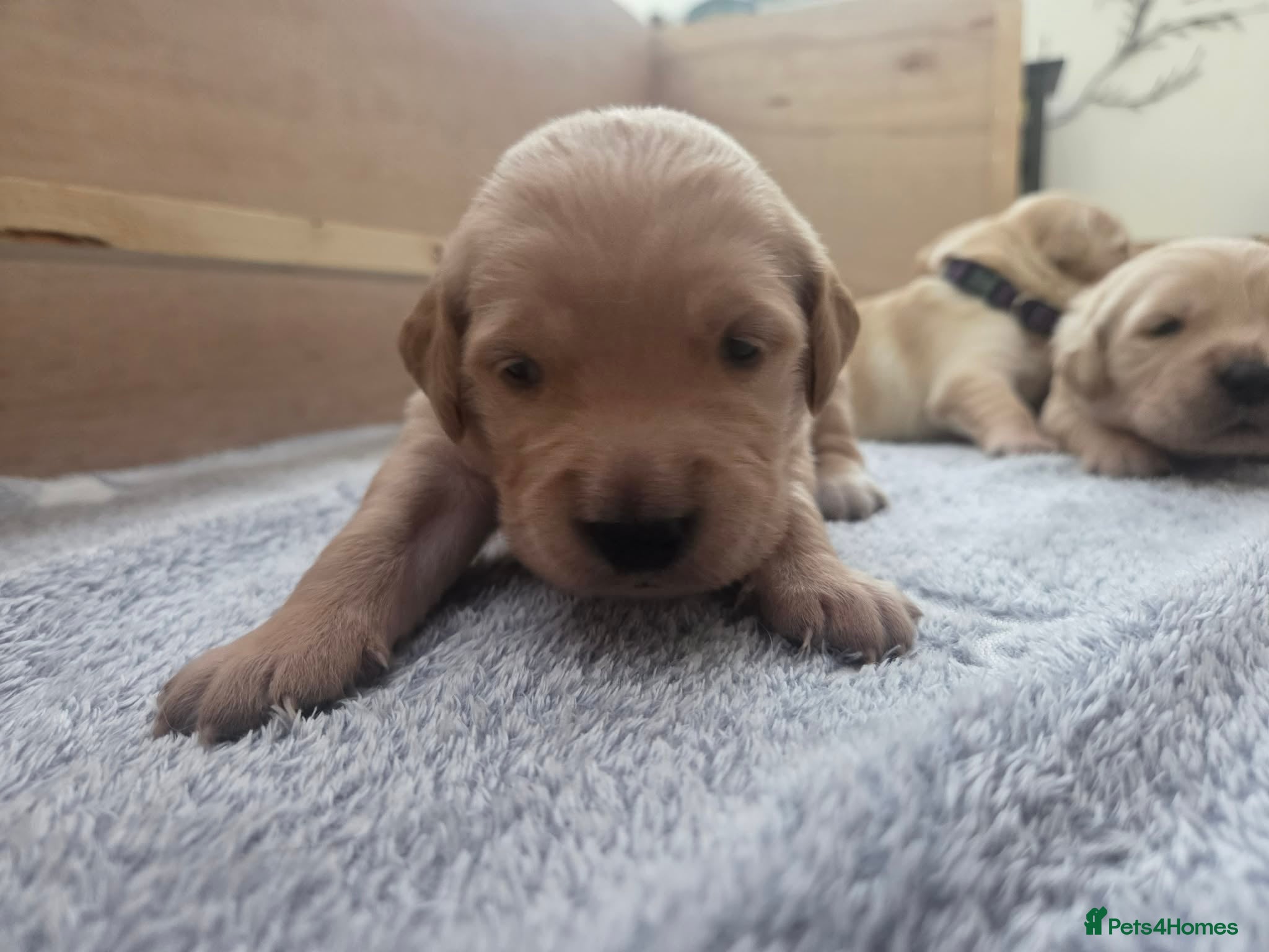 Golden Retriever dogs KC Pedigree Golden Retriever Puppies - Advert 2