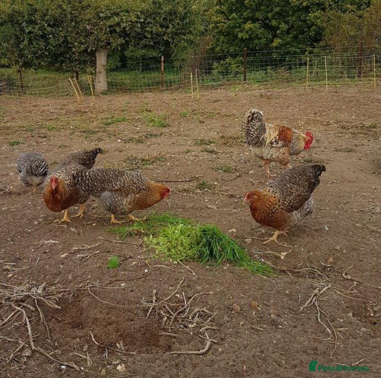 Chickens poultry BIELEFELDER YOUNG HENS + COCKERELS + HATCHING EGGS - Advert 3