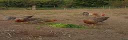 Chickens poultry for sale: BIELEFELDER YOUNG HENS + COCKERELS + HATCHING EGGS in Ipswich - Advert 1