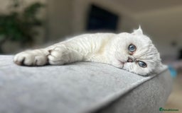 Scottish Fold cats for sale: TICA Active Queen  - Image 1