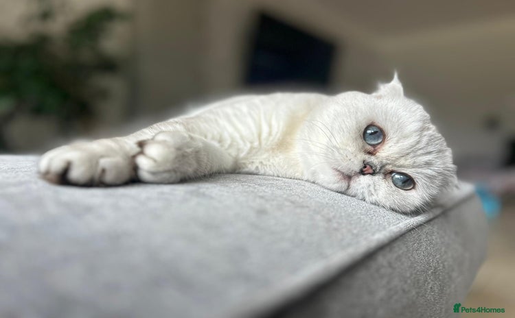 Scottish Fold cats - Advert 1