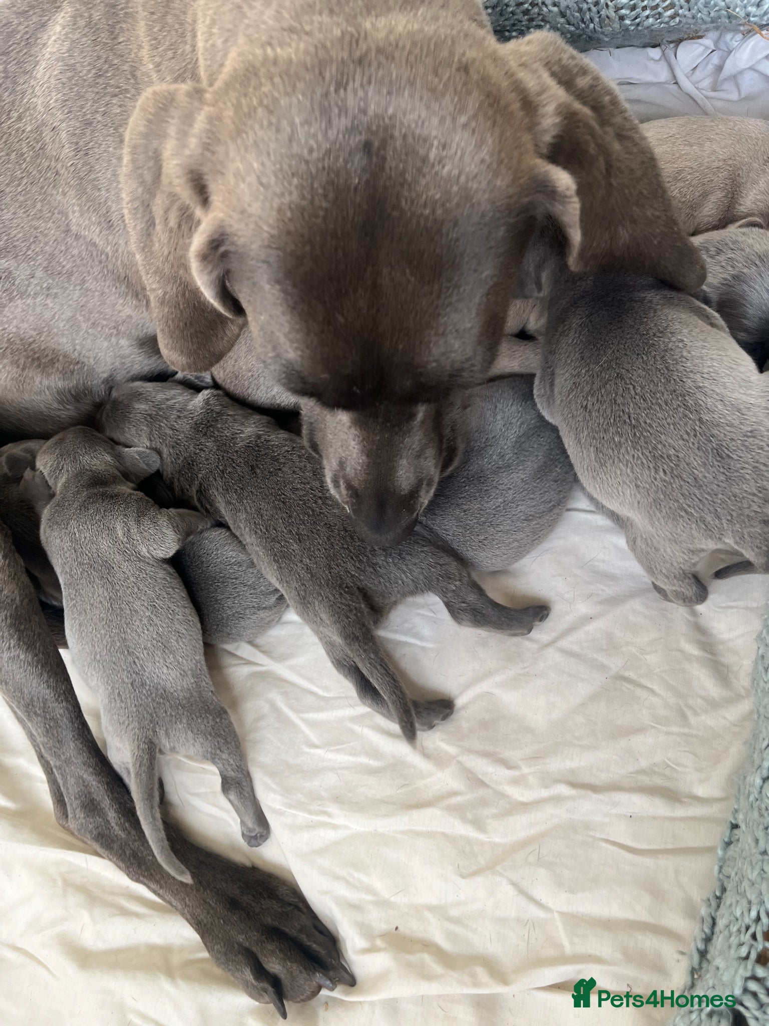Weimaraner dogs for sale: BLUE and SILVER Purebred pups from KC reg Weims - Advert 10