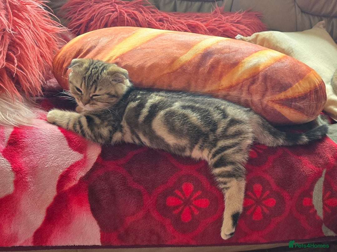 Scottish Fold cats for sale: Scottish fold female - Image 2