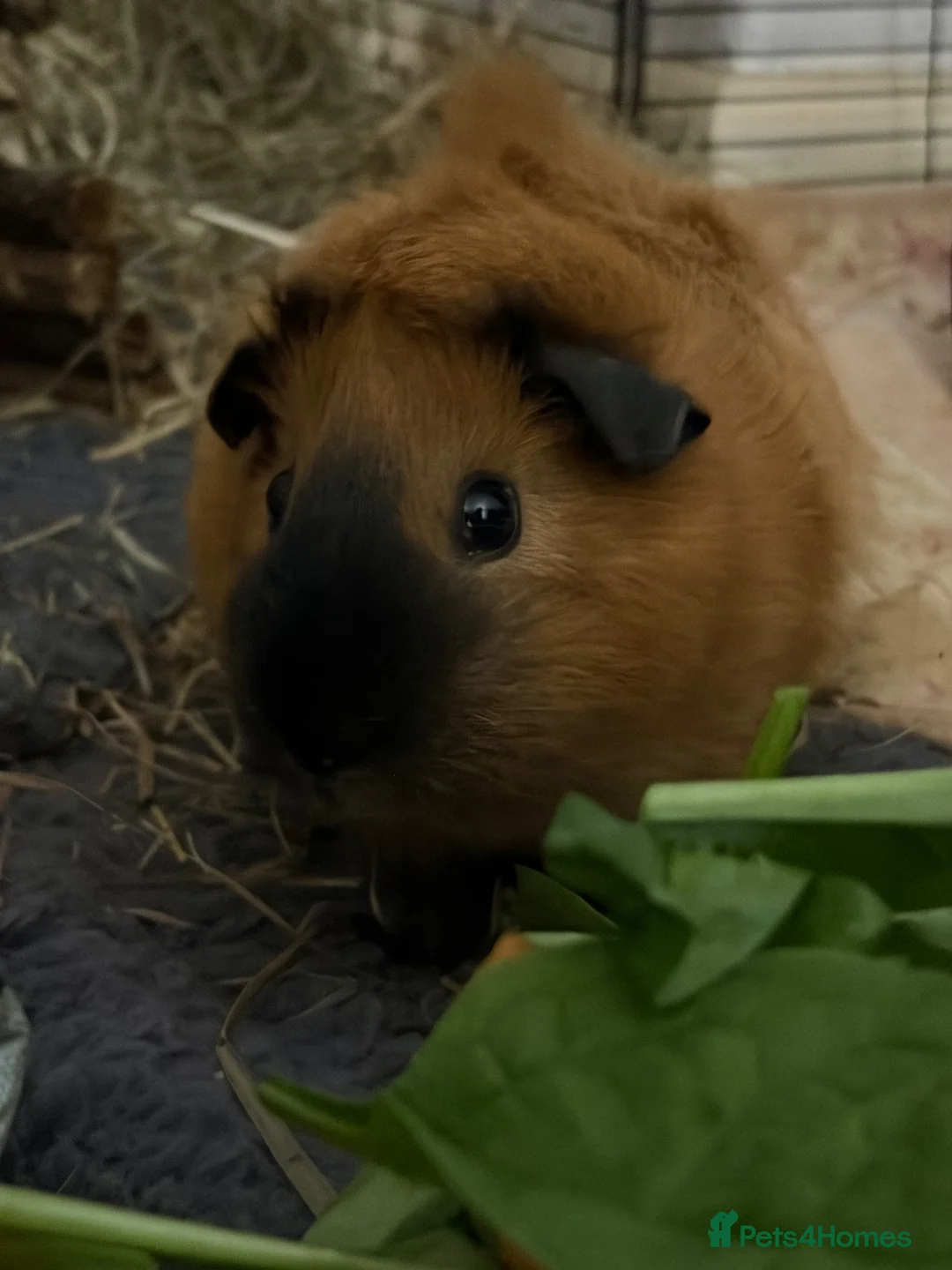 Guinea Pig rodents for sale: Single cali male guinea pig for sale  in Fleetwood - Advert 6