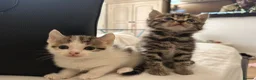 Mixed Breed cats for sale: Cute kittens - Advert 21