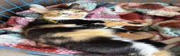 Mixed Breed cats for sale: Beautiful Fluffy Kittens  - Advert 2