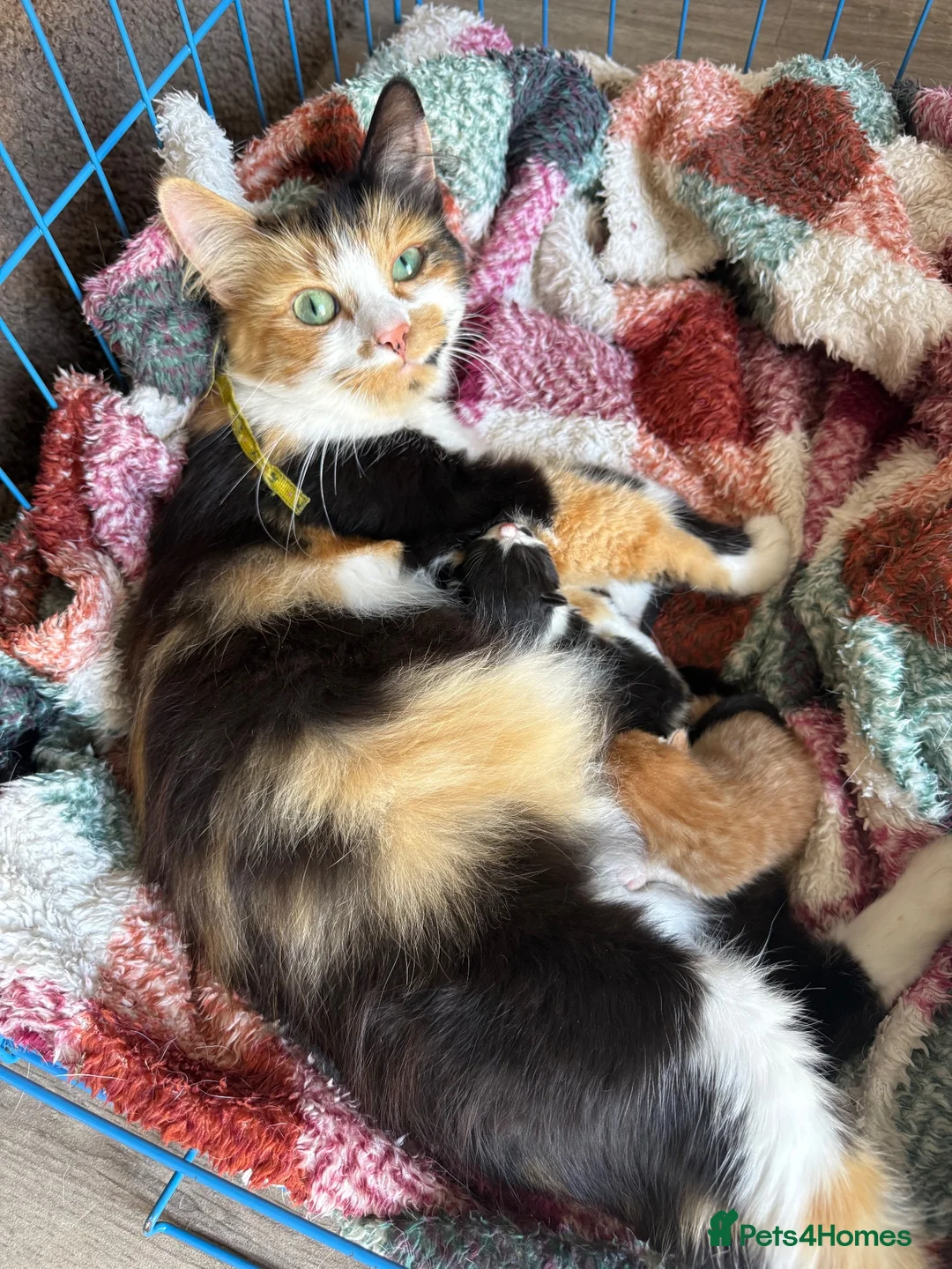 Mixed Breed cats for sale: Beautiful Fluffy Kittens  - Advert 2
