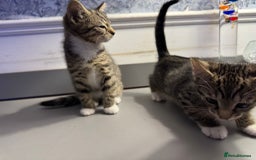 Domestic Shorthair cats for sale: Five lovely kittens for sall - Image 4