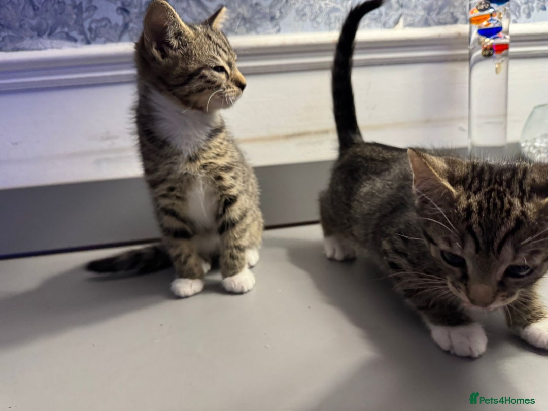 Domestic Shorthair cats for sale: Five lovely kittens for sall - Image 4