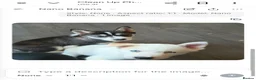 Siberian Husky dogs for sale: 2 BEAUTIFUL HUSKY PUPPIES  - Advert 3