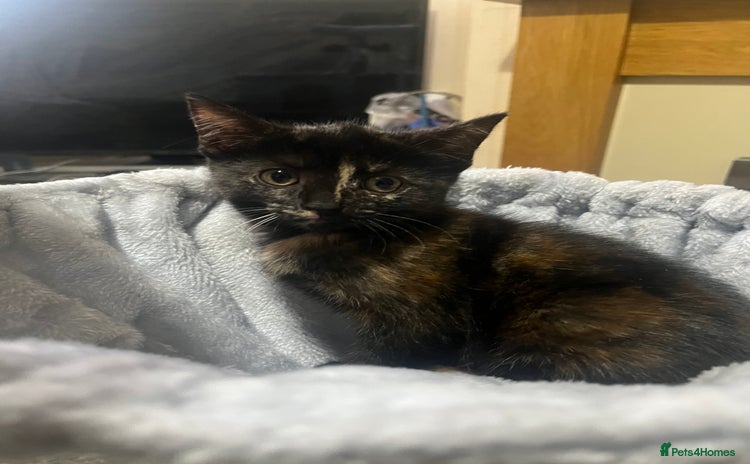 Mixed Breed cats - Advert 12