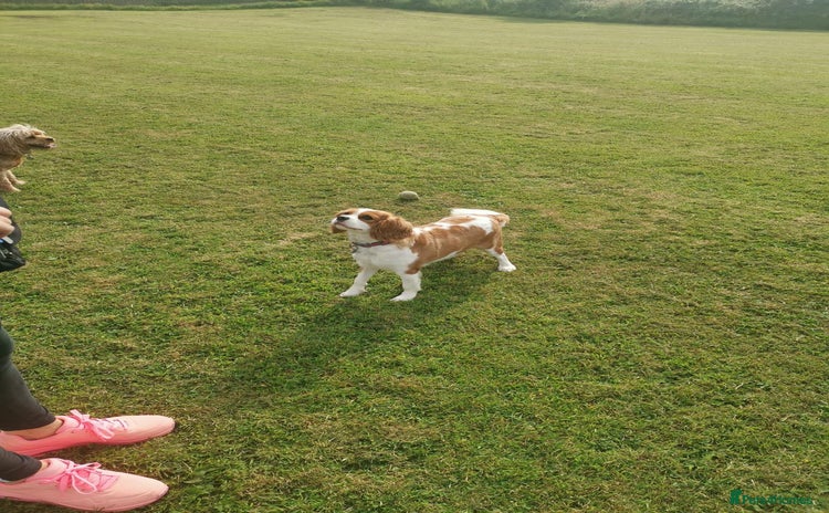 Cavalier King Charles Spaniel dogs - Advert 7