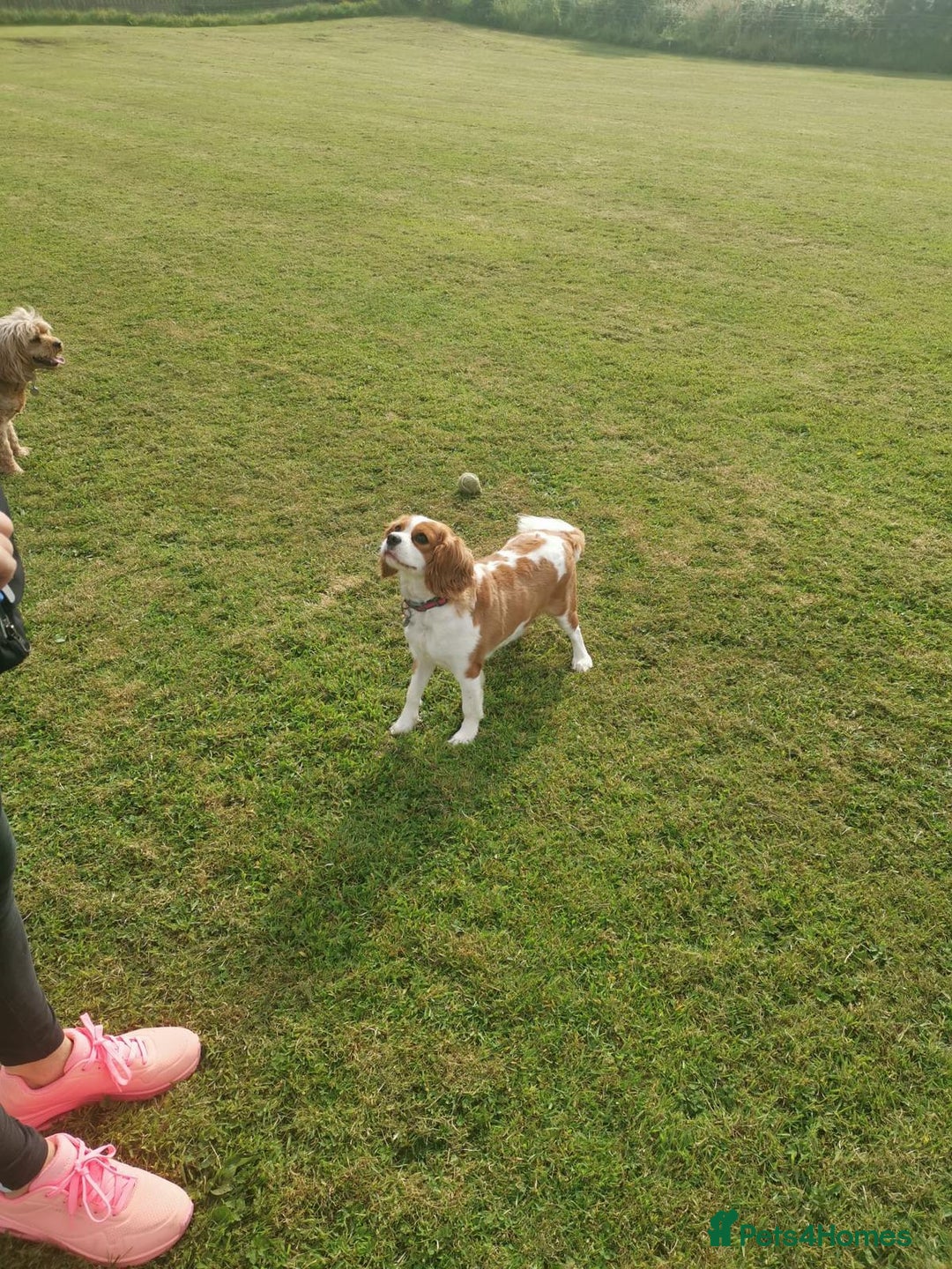 Cavalier King Charles Spaniel dogs for sale: 🐶 Lovely CKCS girl - Blenheim - Image 1