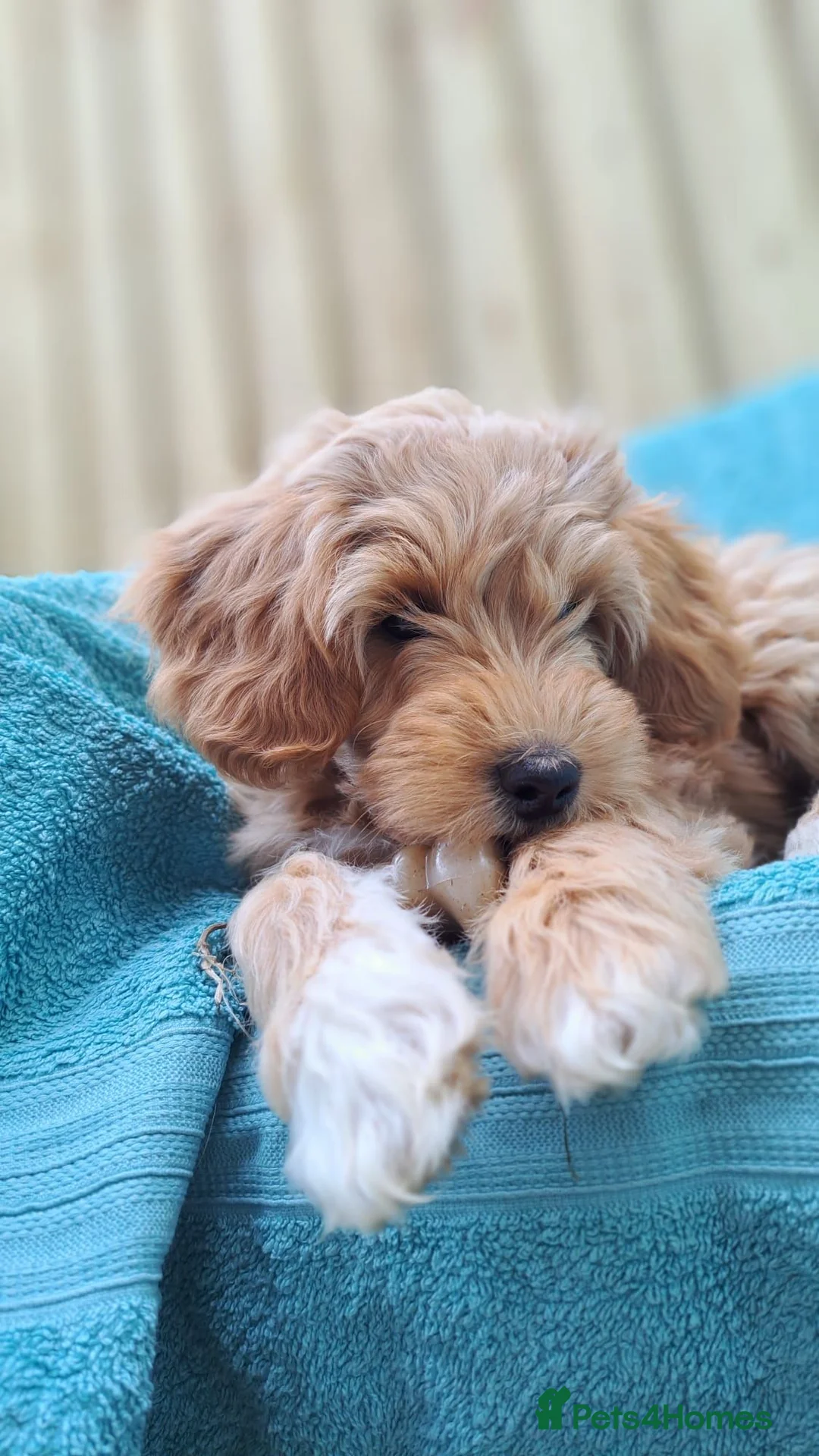Australian Labradoodle dogs for sale: Rufus puppies  - Advert 1